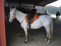 20091115_CSO_Bos_Cheval_Rouge_Laura0056