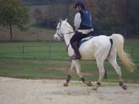 20091115_CSO_Bos_Cheval_Rouge_Laura0058
