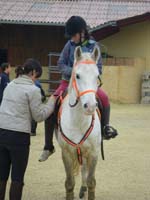 20091115_CSO_Bos_Cheval_Rouge_Laura0059