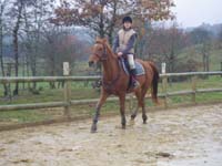 20091115_CSO_Bos_Cheval_Rouge_Laura0060