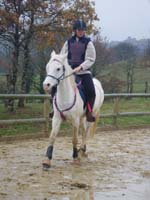 20091115_CSO_Bos_Cheval_Rouge_Laura0065