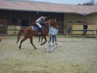20091115_CSO_Bos_Cheval_Rouge_Laura0072