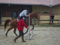20091115_CSO_Bos_Cheval_Rouge_Laura0100
