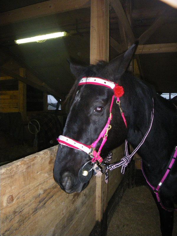 20091213_concoursTRECdeNOEL0003