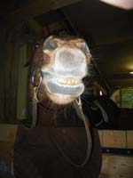 20091213_concoursTRECdeNOEL0098
