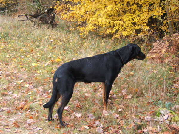 ukla_chasseresse