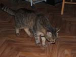 2004_1110venga_mobilhom