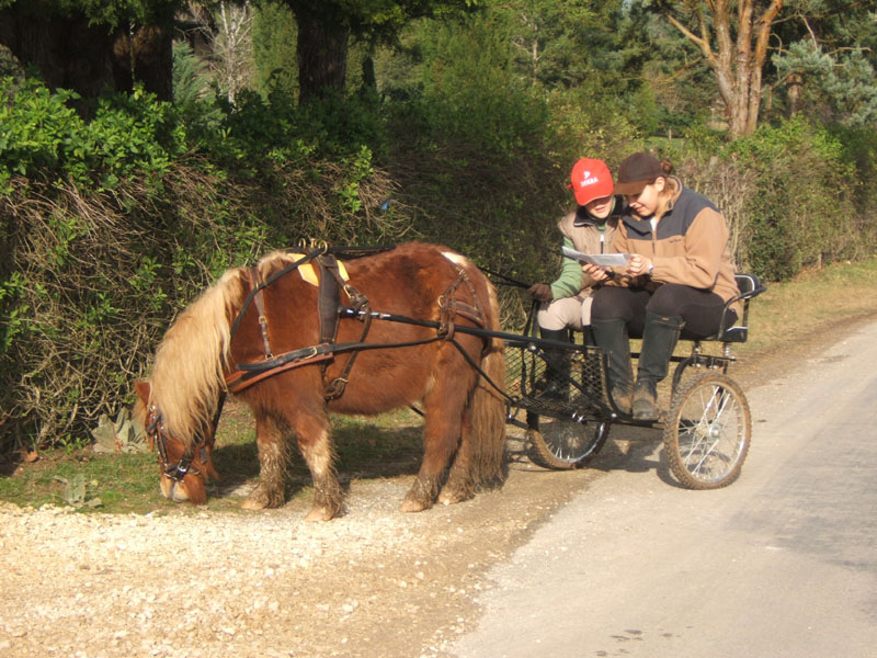 Copie de 20070222_trec_attele_caro_lindsay0051