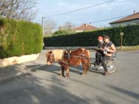 20070222_trec_attele_caro_lindsay0095