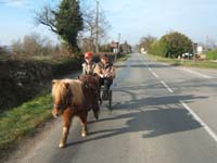 20070222_trec_attele_caro_lindsay0104