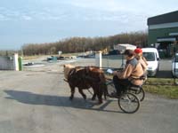 20070222_trec_attele_caro_lindsay0125