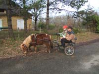 Copie de 20070222_trec_attele_caro_lindsay0029