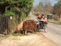 Copie de 20070222_trec_attele_caro_lindsay0055