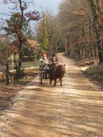 Copie de 20070222_trec_attele_caro_lindsay0069