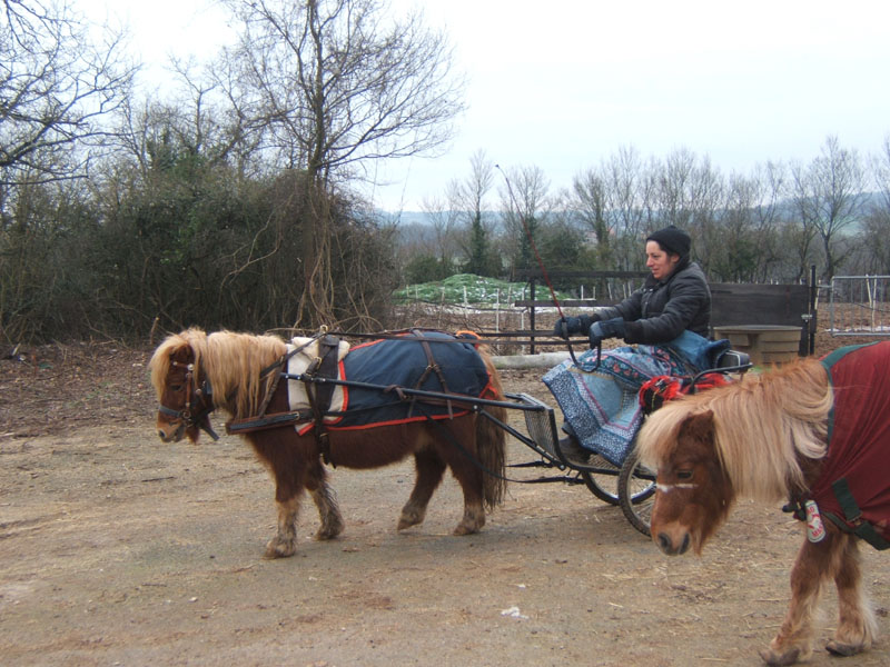 20070126_attelage_promenade_rodemiule0002