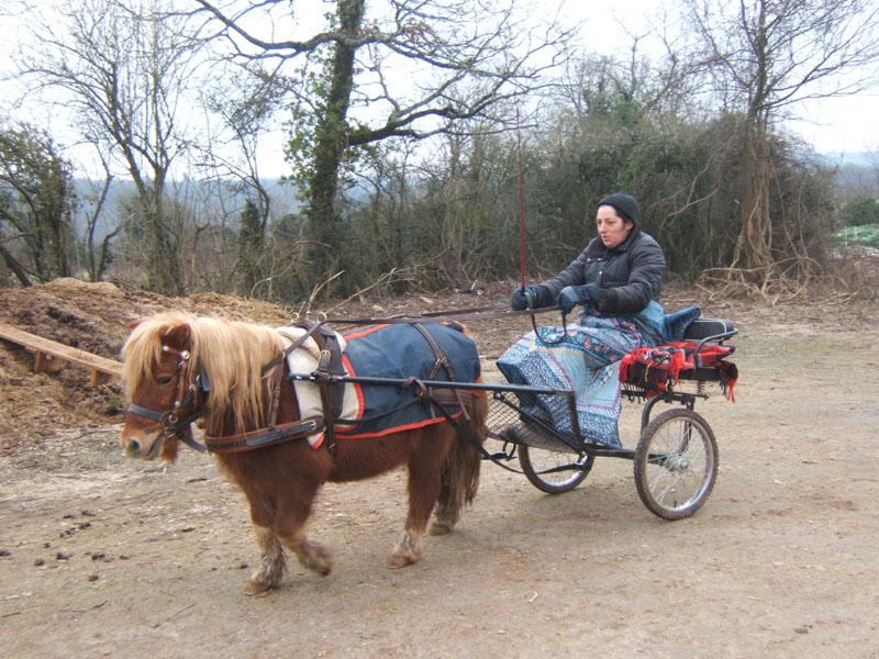 20070126_attelage_promenade_rodemiule0003