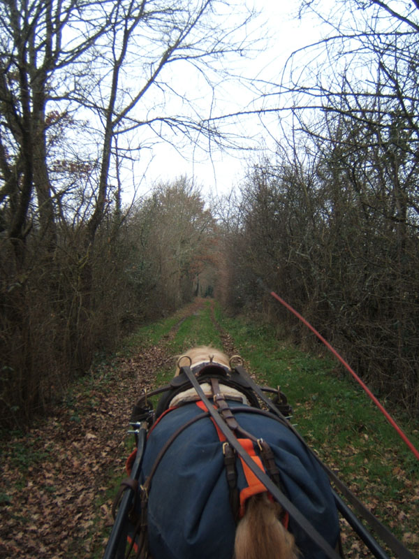 20070126_attelage_promenade_rodemiule0077
