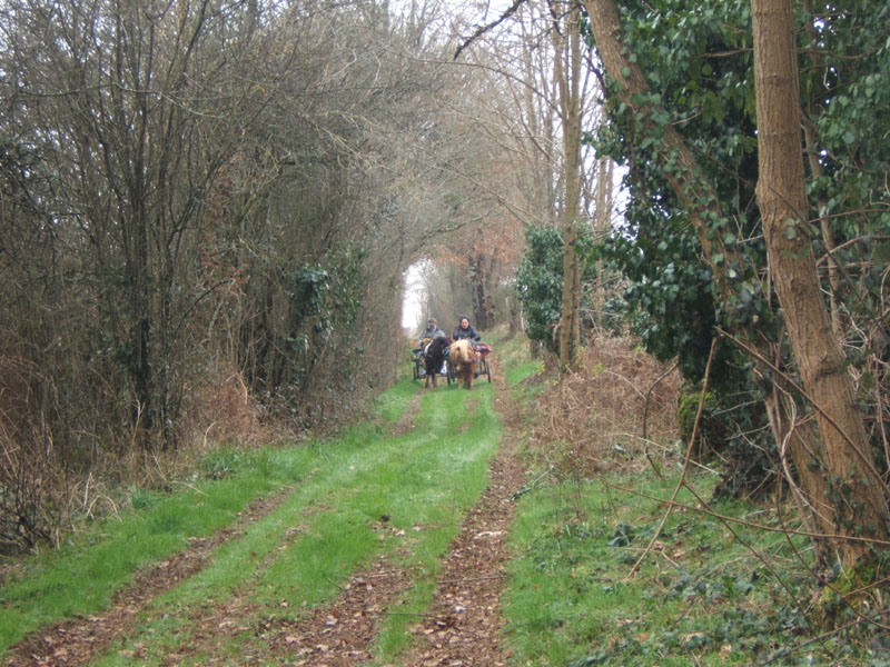 20070126_attelage_promenade_rodemiule0082