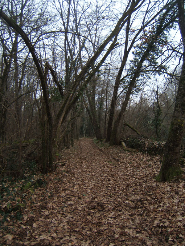 20070126_attelage_promenade_rodemiule0088