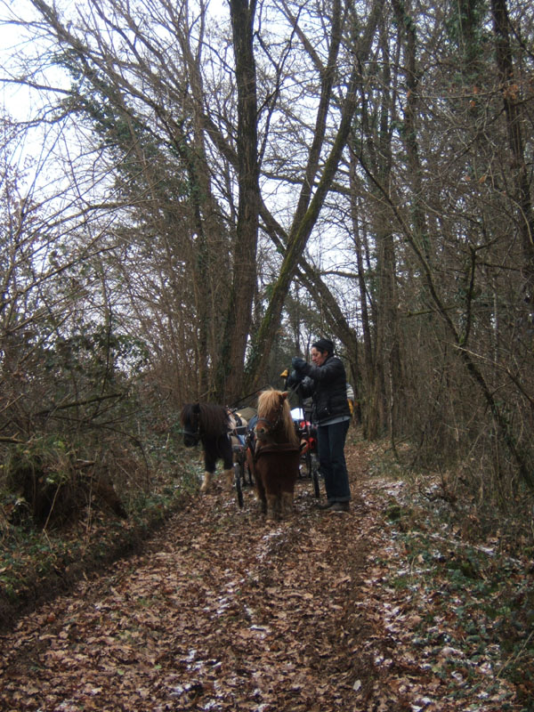 20070126_attelage_promenade_rodemiule0094