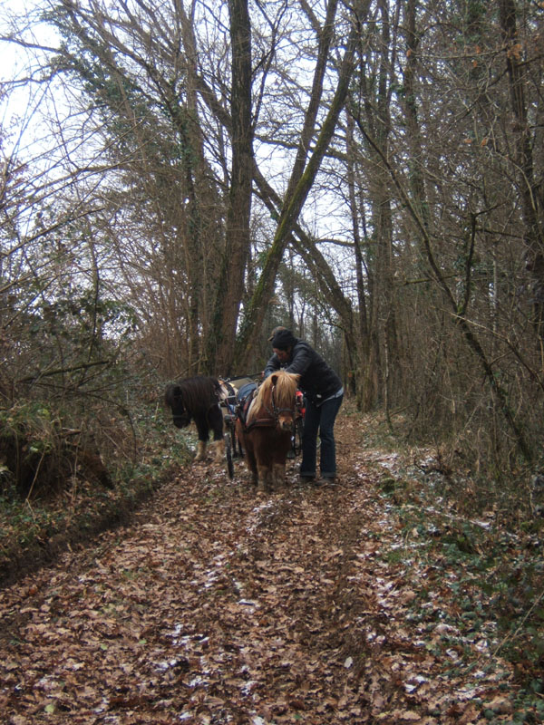 20070126_attelage_promenade_rodemiule0095