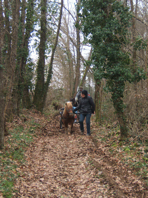 20070126_attelage_promenade_rodemiule0100