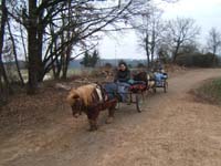 20070126_attelage_promenade_rodemiule0009