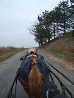 20070126_attelage_promenade_rodemiule0038