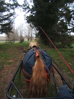 20070126_attelage_promenade_rodemiule0050
