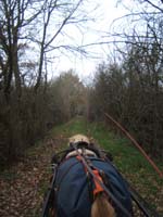 20070126_attelage_promenade_rodemiule0077