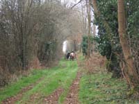 20070126_attelage_promenade_rodemiule0082