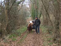 20070126_attelage_promenade_rodemiule0106
