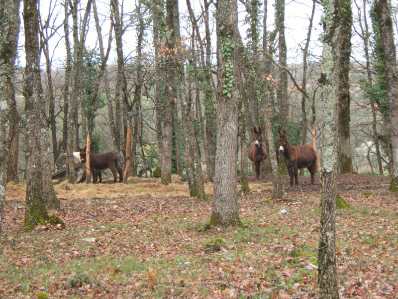 20070331_reconnaissance_falgeret_belle0013