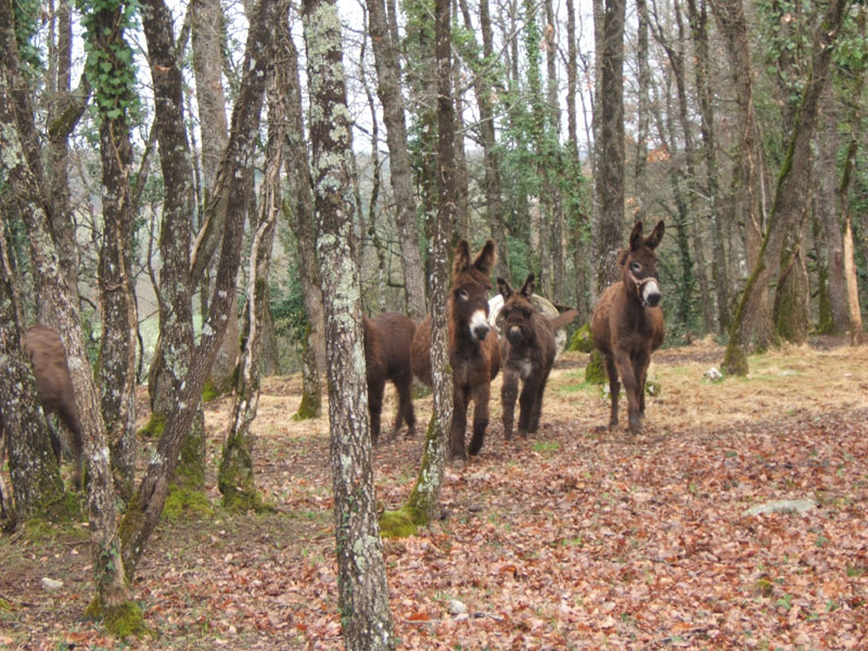 20070331_reconnaissance_falgeret_belle0015