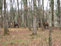 20070331_reconnaissance_falgeret_belle0013